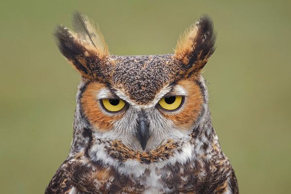 Jones, Adam 아티스트의 Great horned owl portrait작품입니다.